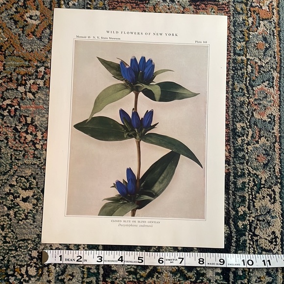 Antique Botanical Plant Print Original 100 years old Vintage Art - Picture 4 of 12